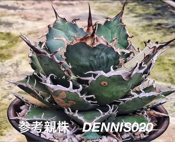 アガベ チタノタ Dennis020 デニス020 シャークソウイ 千鳥影 台湾輸入株 特選 厳選 極上 希少株