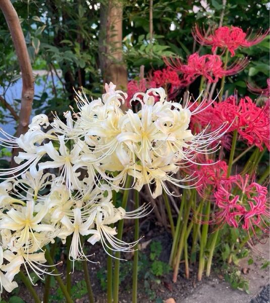 V ヒガンバナ 球根 紅白アソート 彼岸花 曼珠沙華 無農薬栽培
