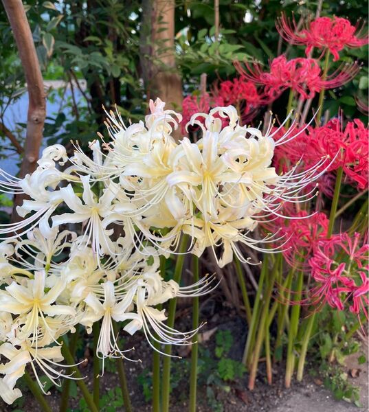 1A ヒガンバナ 彼岸花 球根 曼珠沙華 紅白色 アソート 無農薬栽培