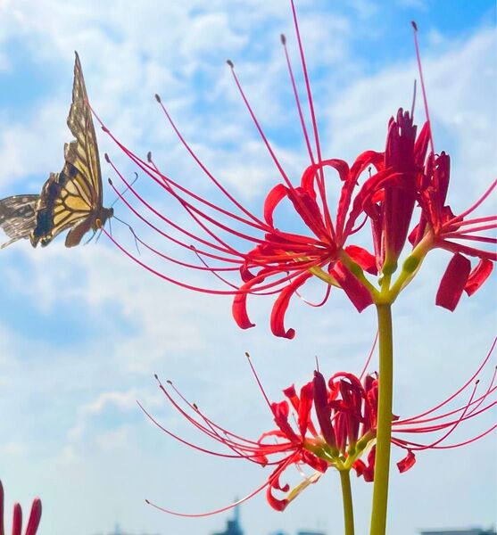 W ヒガンバナ 彼岸花 球根 曼珠沙華 紅白色 アソート 無農薬栽培