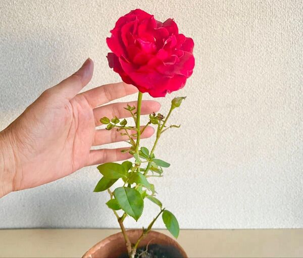 5 バラ 深紅 苗 50余年の親木から2024年晩春に挿し木 新芽発芽中