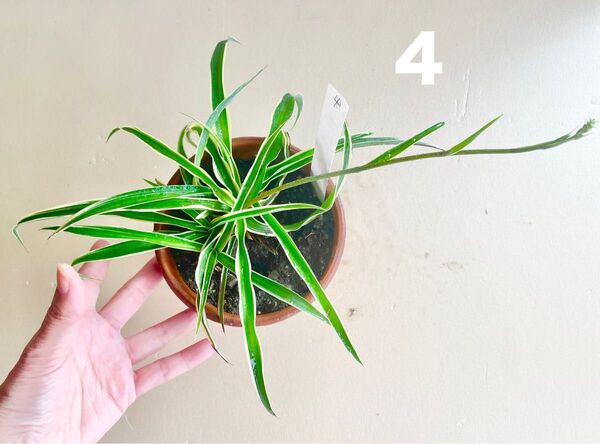 4 斑入りオリヅルラン 花芽つき!(折り鶴蘭)無農薬栽培 発芽発根済み