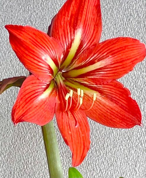 A アマリリス 春咲き 赤 大球根1+小球根1 花は終わり球根育成中