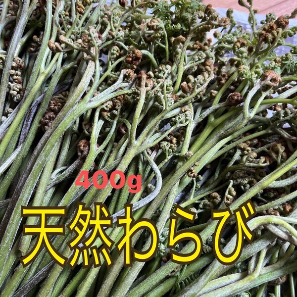 天然わらび 400g 本日発送可能 無農薬 山蕗 天然わらび 天然 わらび 天然物