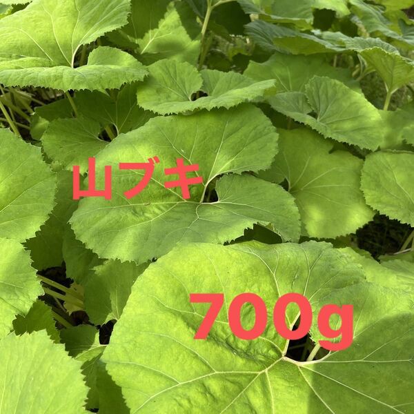 天然の山蕗 山ブキ 700g 農薬不使用 本日発送可能 ネコポス フキ