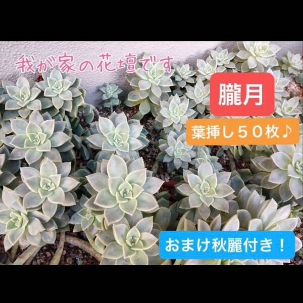 秋麗オマケ付!多肉植物 葉挿し★朧月おぼろづき50枚★お試しにも!初心者さんにオススメ!! 発芽 発根 趣味