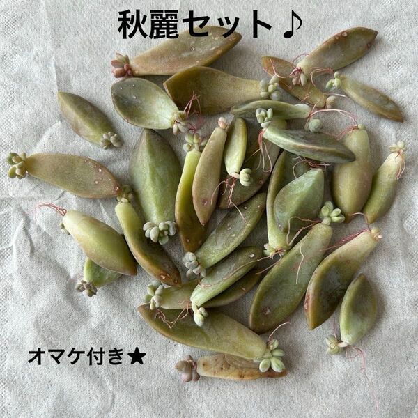 朧月オマケ付き★多肉植物 葉挿し★秋麗しゅうれい30枚★お試しにも!初心者さんにオススメ!! 発芽 発根 趣味