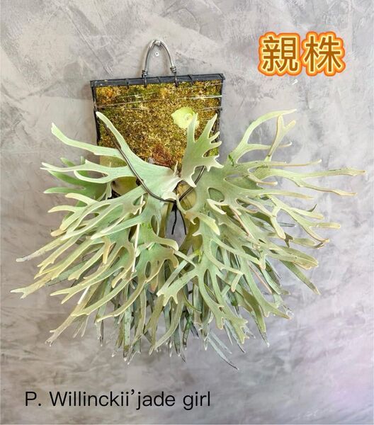 ビカクシダ P.willinckii Jade Girl sporeling 「大サイズ」