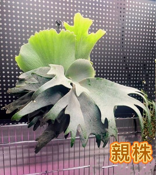 ビカクシダWillinckii A+ dwarf select PUP株分子株出品