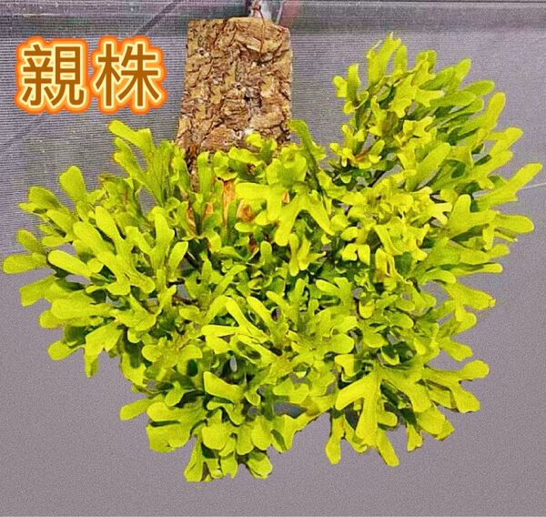 ビカクシダ P.Ridleyi Saman sporeling