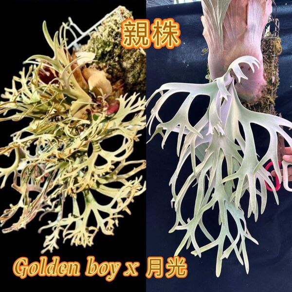ビカクシダGolden boy金童x月光爪哇 sporelingミックススポア