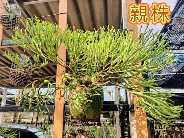 ビカクシダ P. ridleyi Pakarang Sporeling