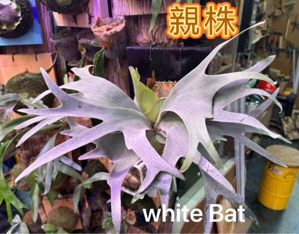 ビカクシダP.White bat sporeling ホワイトバット焼き板付け