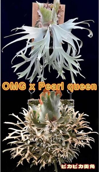 ビカクシダ OMG x Pearl Queen sporeling 交配種
