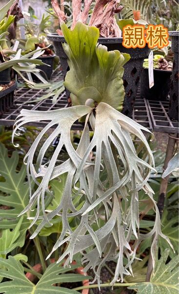 ビカクシダP. willinckii 'Blue Queen' spore