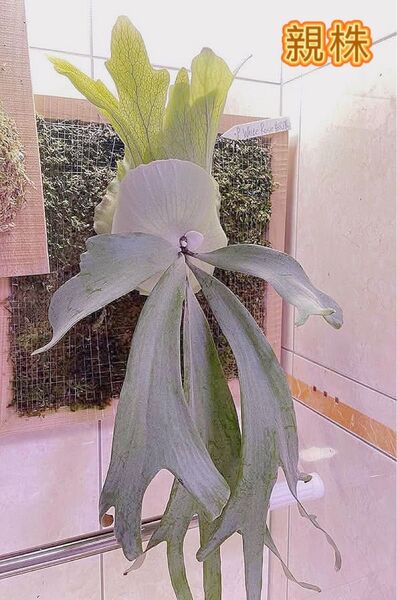 ビカクシダP. willinckii white rose spore
