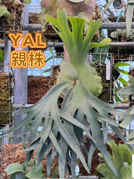 ビカクシダ P.willinckii YAL pup子株 出品
