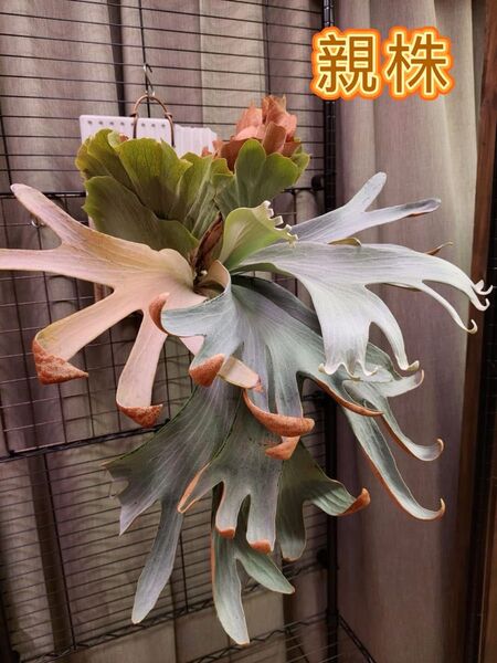 ビカクシダ P. Shankha sporeling