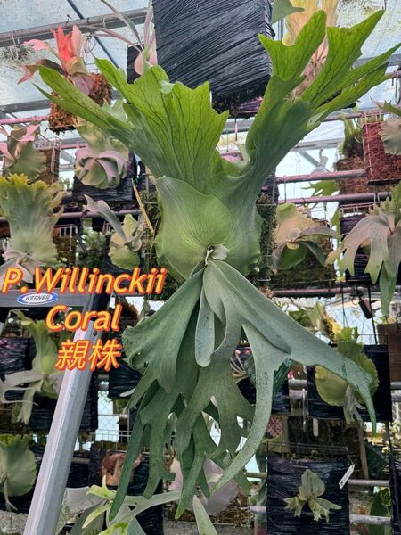 ビカクシダ Willinckii Coral 株分け品子株 焼き板付け