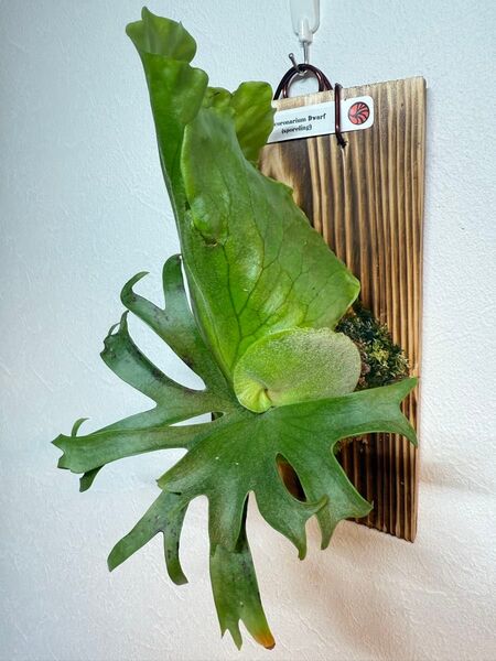 ビカクシダ P.coronarium dwarf sporeling焼き板付け