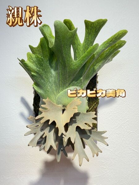 ビカクシダ P.Willinckii Yellow Moon x Veitchii Auburn River ドワーフ特選子株