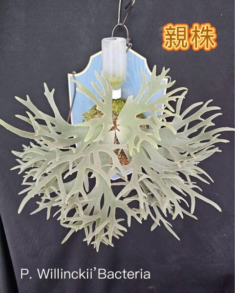 ビカクシダ P.willinckii 'Bacteria' spore