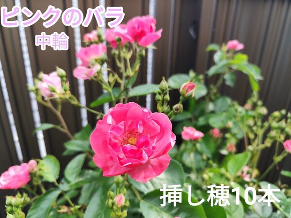 ピンクバラ(中輪)挿し穂10本 【匿名配送、追跡あり、最短翌日着】 四季咲き 木立性 強い