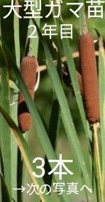 大型ガマの苗(2年目)3本 ※匿名配送、追跡アリ、ポスト投函※ 蒲の穂 がま