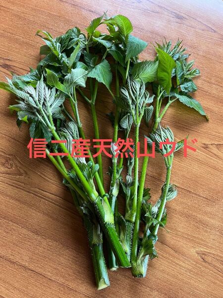 信州産 天然山ウド うど 無農薬