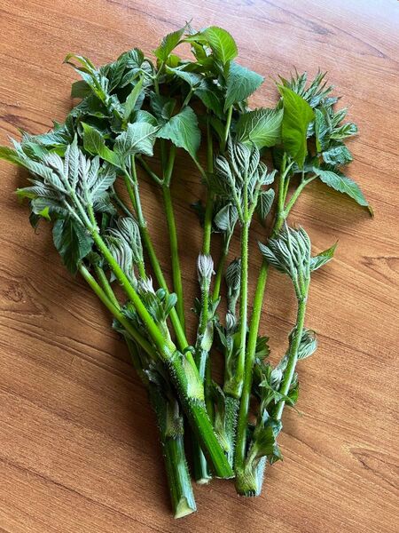 信州産 天然山ウド うど 無農薬
