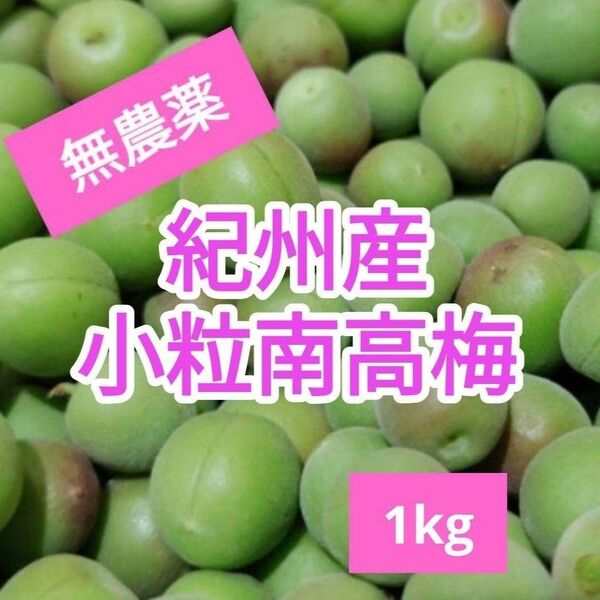 和歌山県産 小粒南高梅 1kg