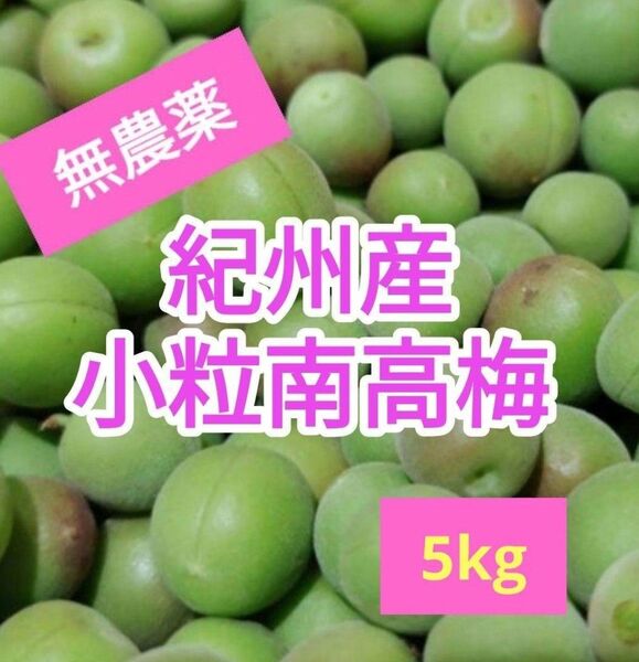 和歌山県産 小粒南高梅 5kg