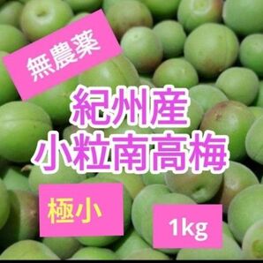 和歌山県産 極小小粒南高梅 1kg
