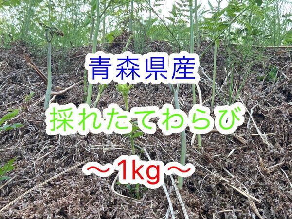 青森県産 天然わらび