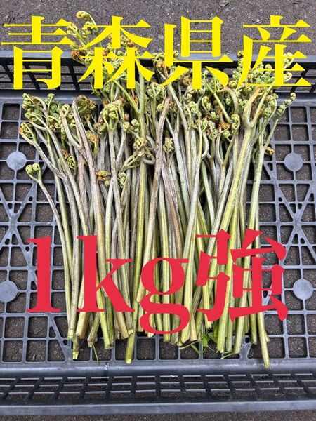青森県産 わらび 1kg強