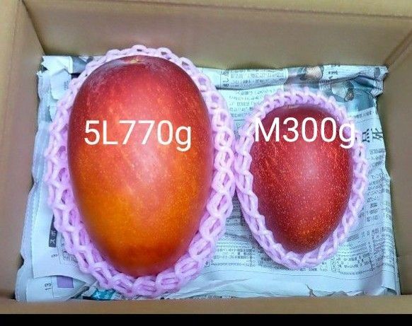 宮崎完熟マンゴー 5L セット 770g