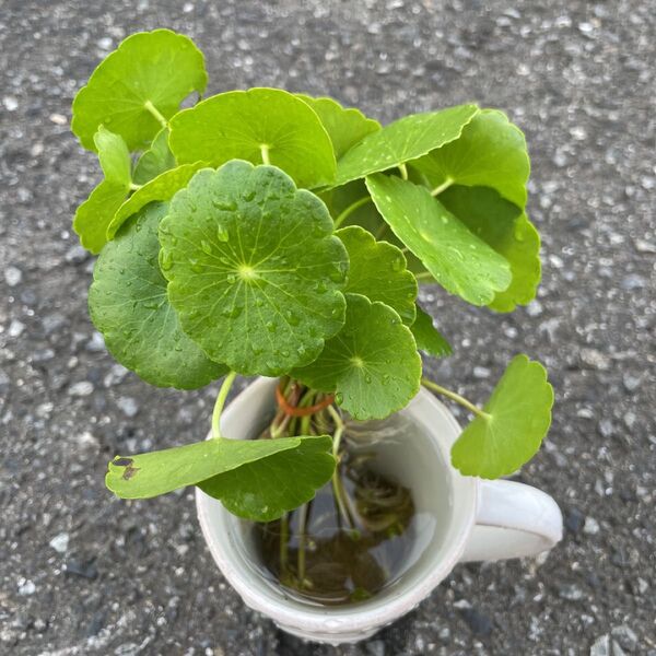 ウォーターコイン10株 根付き無農薬 小さめ