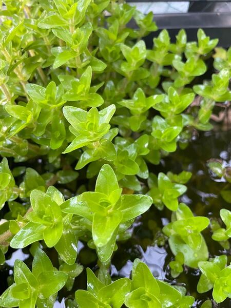 ウォーターバコパ 5cmから10cm 10本 無農薬