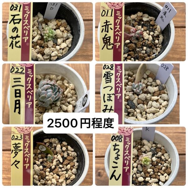 【札無し】ミックスベリア 6点セット 多肉植物 ちょこん、三日月、赤鬼 匿名配送