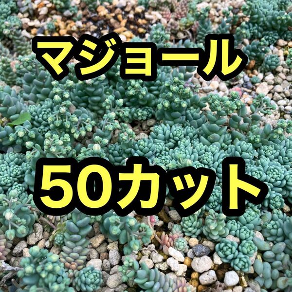 マジョール 50カット 多肉植物 セダム