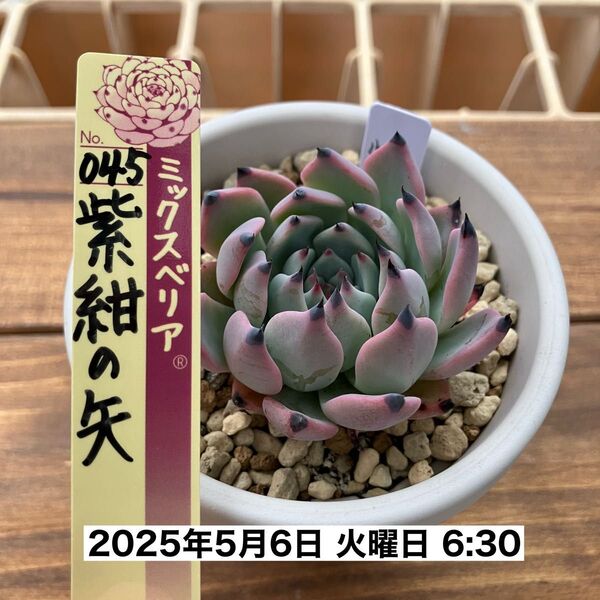 【札無し】 ミックスベリア 紫紺の矢 多肉植物 匿名配送