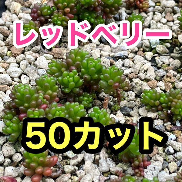レッドベリー 50カット 多肉植物 セダム