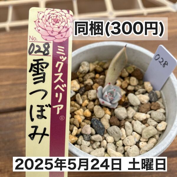 【札無し】ミックスベリア 雪つぼみ 多肉植物 匿名配送