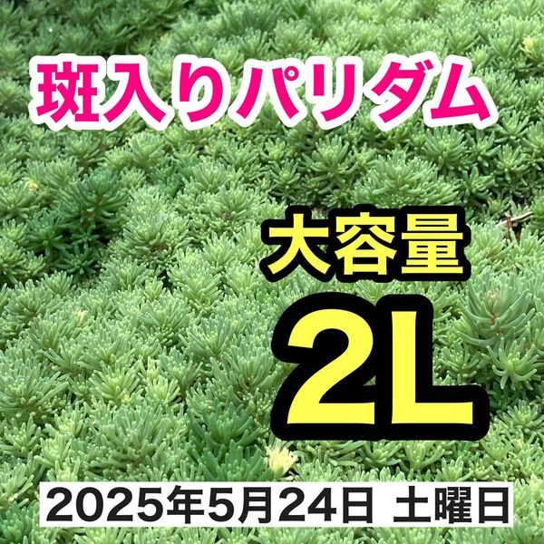 多肉植物 斑入りパリダム 2リットル
