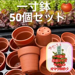 一寸鉢 50個セット 1号鉢 1号ポット 1号プラ鉢 ご