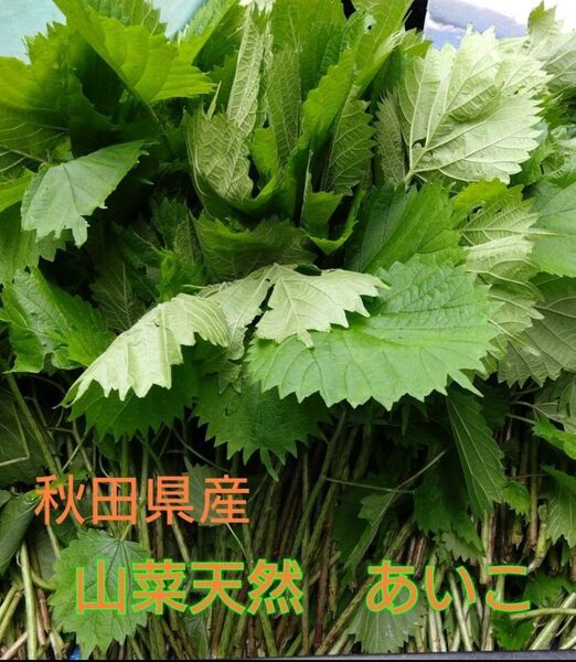山菜 天然 あいこ 秋田県産 400g+@