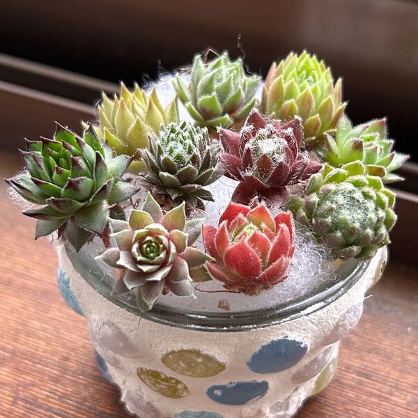 ★センペルビウム 10品種お名前付き★カット苗 寄せ植え ちまちま寄せ 多肉植物