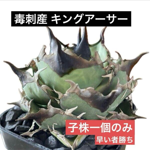 早い者勝ち【毒刺産】亞瑟王 キングアーサー KING ARTHUR アガベ チタノタ 子株