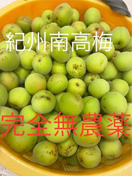 和歌山県産 紀州南高梅 完全無農薬 10キロ