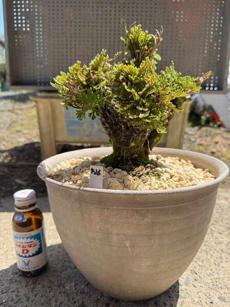 【送料無料】30年物 岩松 イワヒバ 岩ヒバ 盆栽 山野草 高山植物 426